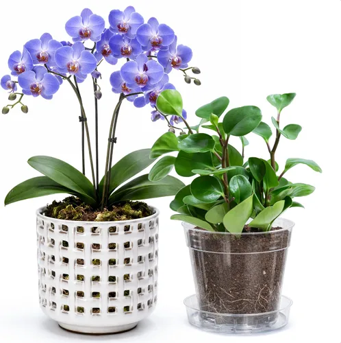 Vista 8 de D'vine Dev Maceta de cerámica para orquídeas de 4.5 pulgadas con diseño de recorte de celosía, maceta esmaltada con maceta transparente y platillo