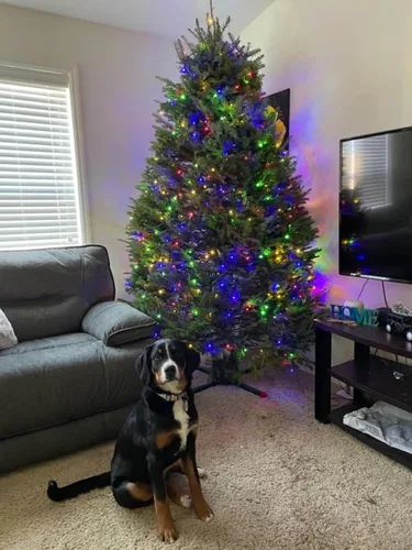 Vista 2 de RPGT Luces para árbol de Navidad, 200 luces LED de 73 pies, cable verde, luces de cadena tipo hada parpadeantes, enchufable, 12 modos para fiesta