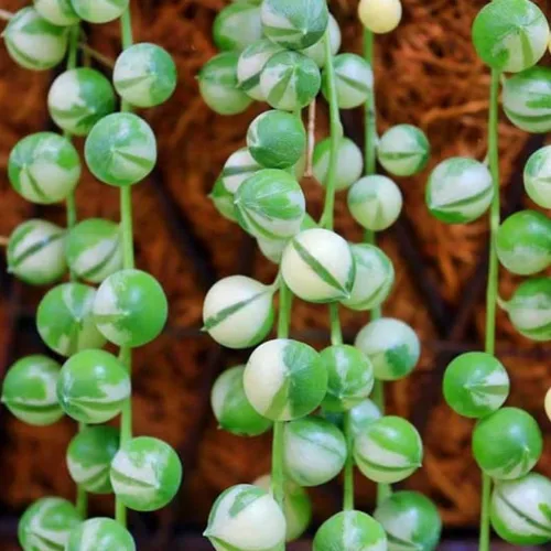 Vista 2 de Planta de cadena de perlas vivas para plantar, maceta de cadena de perlas, planta de cadena de perlas vivas, completamente enraizada, planta