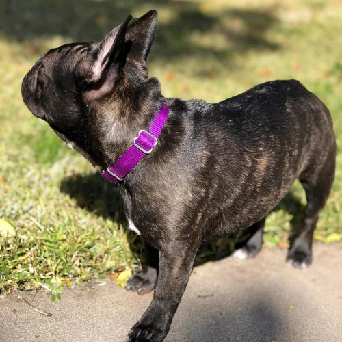 Vista 3 de Country Brook Petz - Collar Martingale para perro - Collar de entrenamiento resistente sin hebilla - Collar para perro de servicio para todas