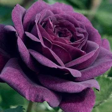 Vista 17 de Generic Semillas frescas de flores de rosas para plantar rosa bebé 100 piezas