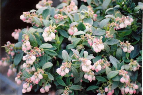 1019A-Blueberry Dwarf (Vaccinium corymbosum) Semillas de Robsrareandgiantseeds UPC0764425785965 Sin OMG, Orgánico, 1019-A Paquete de 50 Semillas