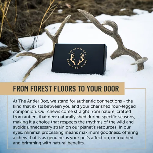 Vista 3 de The Antler Box - Masticables prémium para perros con cuernos de ciervo (paquete a granel de 1 libra) (pequeño de 7 a 8 cuernos/libra)