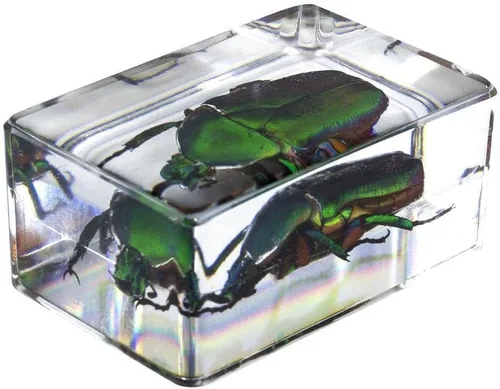 Vista 8 de Celestron Bugs 3D reales en resina transparente - Juego de 4 piezas incluye espécimenes de escorpión, cigarrilla, tejedor de orbes y escarabajos