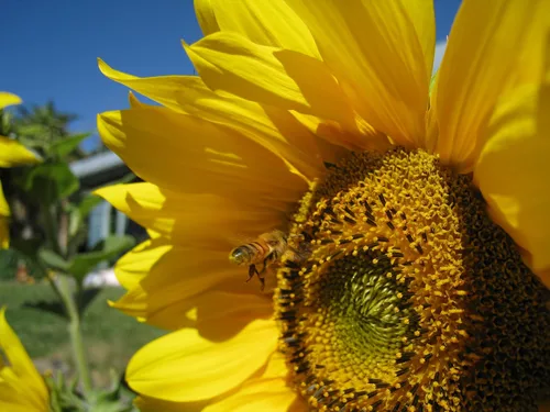 Vista 2 de Queen of the Sun