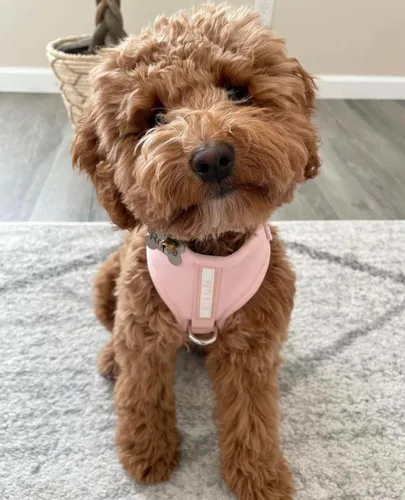 Vista 6 de Arnés para perro premium ajustable sin tirones de neopreno, lujoso, transpirable, ligero, para perros pequeños y medianos, cómodo, chaleco