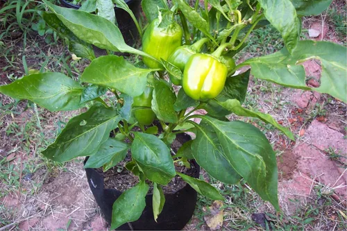 Vista 4 de Smart Pots Contenedor de lados suaves Smart Pot de 3,785 litros, color negro