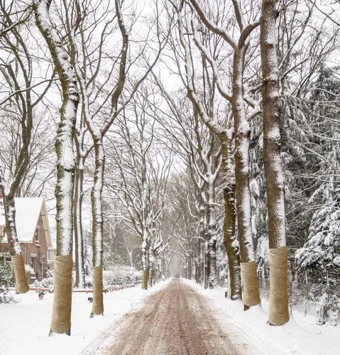 Vista 5 de Envolturas protectoras de árbol de arpillera natural, 15.7 pulgadas x 20 pies, protector de tronco de árboles, mantas de plantas de heladas