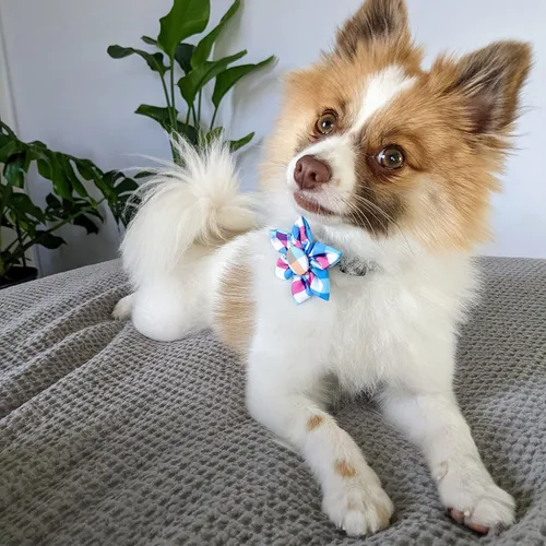 Vista 6 de Huxley & Kent Molinete para mascotas Cuadros azulverde (pequeño) Accesorio de collar de velcro para perrosgatos Accesorio de collar de lazo