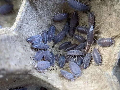 Ordinary Feed Live Powder Blue (Porcellionides pruinosus) Isopod - Equipo de limpieza, comida para reptiles y anfibios (20 unidades)