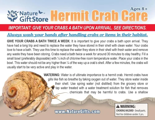 Vista 8 de 1 cangrejos ermitaños vivo, cangrejo de tierra de pincher púrpura