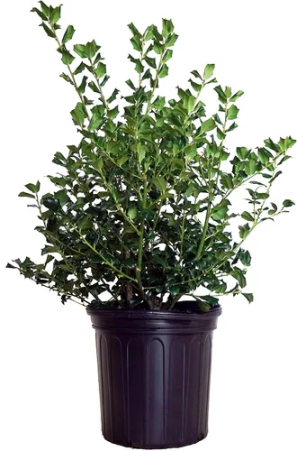 Vista 23 de Ganadores probados - Ilex verticillata Berry Heavy Gold (Winterberry) Arbusto, bayas de oro, 3 - Contenedor