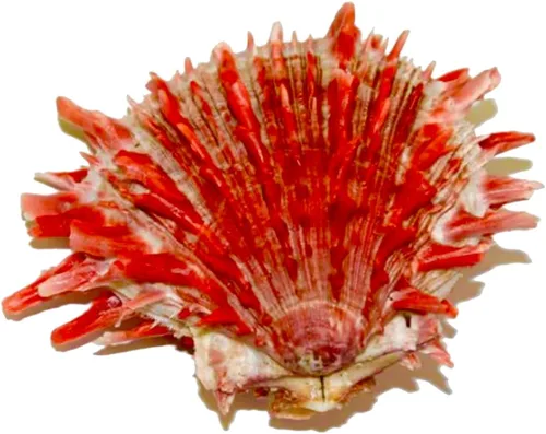 Vista 2 de ABCGEMS - Cuentas de concha de ostra espinosa roja (origen ético, producción de lotes pequeños) pulidas a mano para un máximo brillo