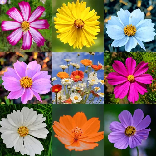 2000 semillas mixtas de cosmos para plantar, semillas de flores de cosmos perennes raras, flores silvestres polinizadas abiertas sin OMG para el