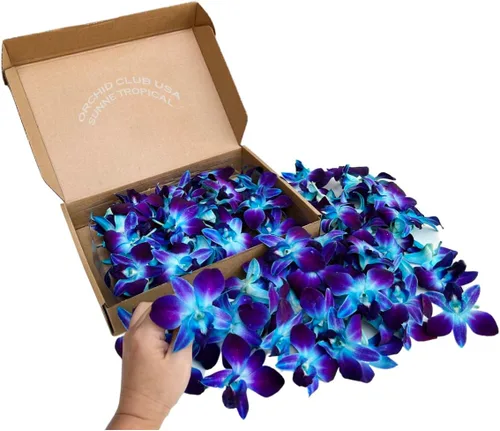 Miami Fresh Orchid Flores perecederas de floración suelta OrchidClub USA Sunne Tropical DIY lei, decoración de alimentos y bebidas (100 azul)