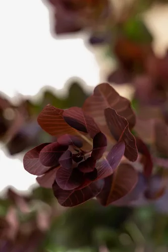 Royal Purple Smoke Tree - 1 galón, planta establecida en maceta - Continus Coggygria - Árbol de crecimiento rápido, color otoño, flores de primavera