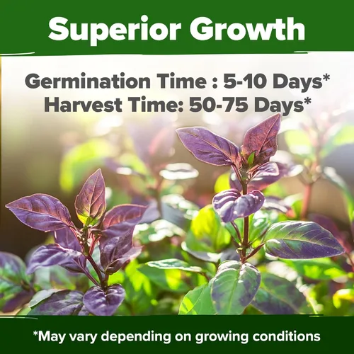 Vista 5 de HOME GROWN Paquete de semillas de albahaca tailandesa – 876 semillas de hierbas tradicionales de alta germinación para plantar, ideal para cultivar