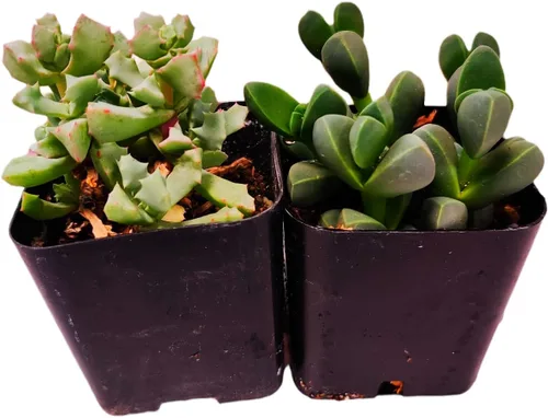 Vista 3 de Plantas de cactus suculentas vivas (juego de dos macetas de 2 pulgadas) (pata de oso de cotiledón tomentosa 'verde+ abigarrada')
