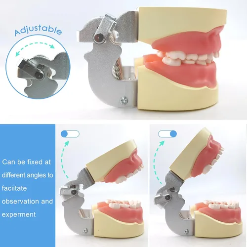 Vista 2 de Modelo de dientes, modelo de dientes Typodont para niños, viene con 20 dientes extraíbles para que los niños enseñen a limpiar y demostrar cuidado