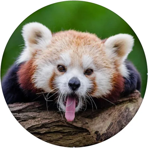 Vista 3 de Panda rojo lindo bostezando cara con lengua fuera popsocket agarre y soporte para teléfonos y tabletas, Negro