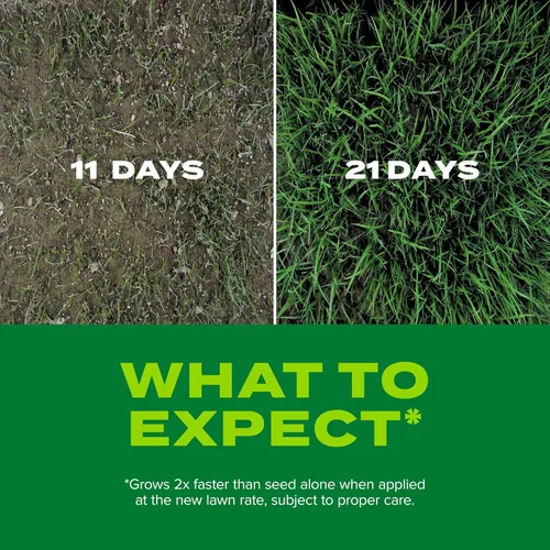 Vista 6 de Scotts Turf Builder Rapid Grass - Mezcla de festuca alta, semillas de hierba con fertilizante para césped completo y verde en solo semanas, 2.4