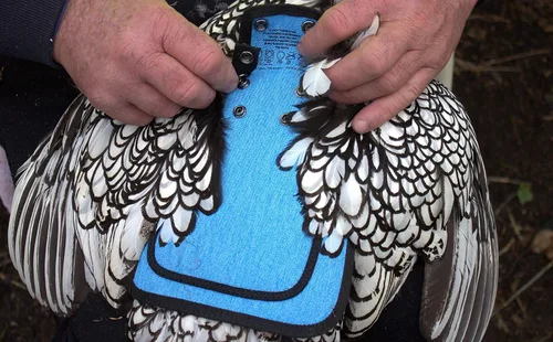 Vista 8 de DOWN UNDER OUTDOORS Sillín para pollo mediano-grande con correas ajustables, delantal para pollo, protector de aves de corral, suministros para Azul