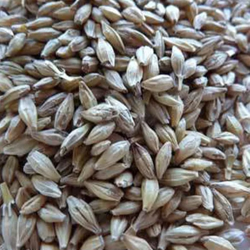 Vista 3 de Robusta semilla de cebada – 1 libra ~ 8,000 semillas – sin OMG, polinizado abierto – Semillas de grano de cebada – Cebada malteada