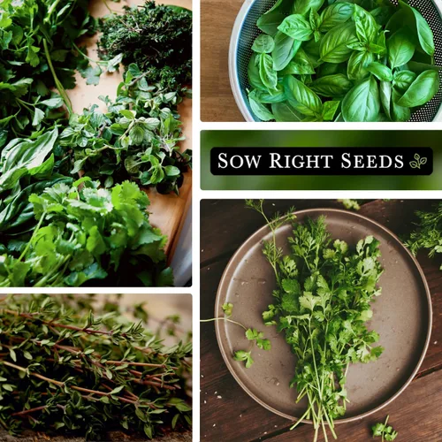 Vista 4 de Sow Right Seeds - Semillas de hierbas hidropónicas para plantar - Semillas de albahaca, tomillo, cilantro, perejil y orégano para plantar y cultivar