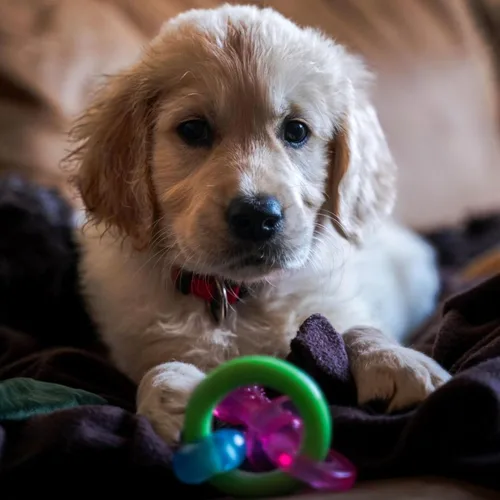 Vista 5 de Nylabone Set básico para cachorro Puppy Chew Toys Juguete para mascar, Chupete, XS, Verde