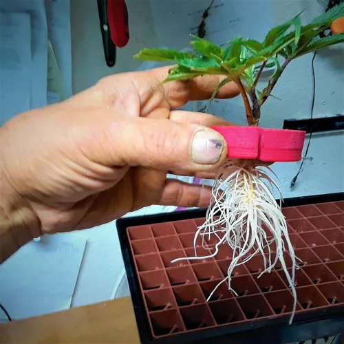 Vista 6 de 25 Site aeroponic máquina de clonación