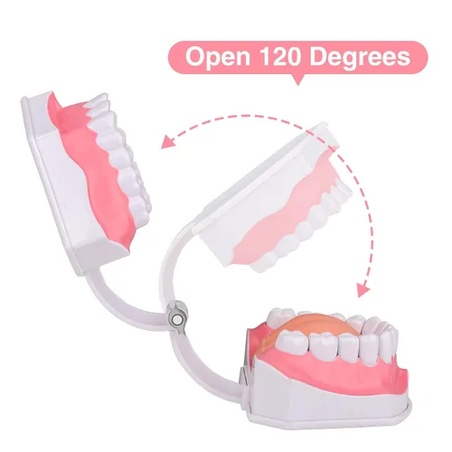 Vista 6 de Ultrassist Modelo de 2 dientes dentales agrandados con dientes numerados extraíbles, modelo de dientes para usar hilo dental y cepillado, dientes
