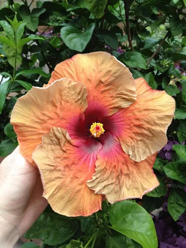 Vista 7 de Peters Professional Bloom Booster 10-30-20 with Micronutrients. Great for All Flowering Plants - 1 Pound