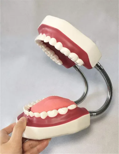 Vista 2 de QTMY Modelos dentales anatómicos grandes 1:6 - Modelo de higiene oral de enseñanza del dentista