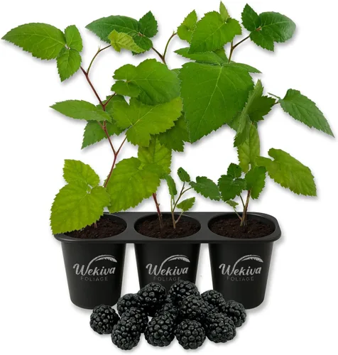 Vista 8 de Apache BlackBerry Plant - 3 plantas de arranque vivo - Rubus - Arbusto comestible con frutos para patio y jardín
