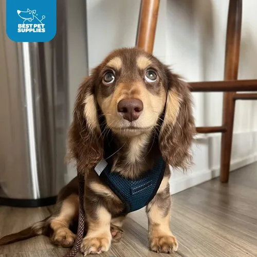 Vista 106 de Best Pet Supplies - Arnés de malla para todo tipo de clima, reflectante, antitirones, para perro y gato pequeño y mediano, con cierre de velcro