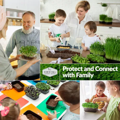 Vista 5 de Semillas de microgreens de girasol para brotar – Planta y cultiva brotes de nuez y crujientes llenos de proteínas y vitaminas – Heirloom de rápido