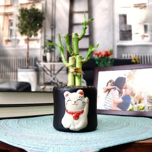 Vista 3 de NW Wholesaler - Planta de bambú de la suerte viva de 3 tallos (1 tallo de 6 pulgadas, 2 tallos de 4 pulgadas) - Plantas de interior vivas