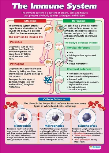 Daydream Education The Immune System | Science Posters | Laminated Gloss Paper measuring 33” x 23.5” | STEM Charts for the Classroom | Education