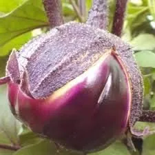 Vista 66 de Generic Semillas frescas de la flor de la rosa 100pcs para plantar rosa bebé
