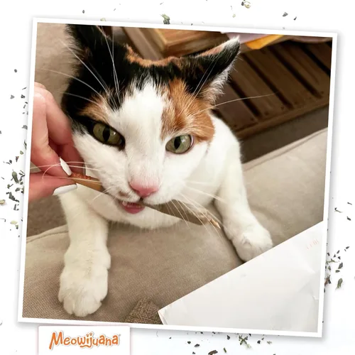 Vista 7 de Meowijuana Rollies 2-Pack Two 6-Packs King Size Catnip Rollies Hand Harvested and Rolled High Potency Catnip Grown in North America Promotes