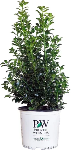 Vista 7 de Ganadores probados - Ilex verticillata Berry Heavy Gold (Winterberry) Arbusto, bayas de oro, 3 - Contenedor