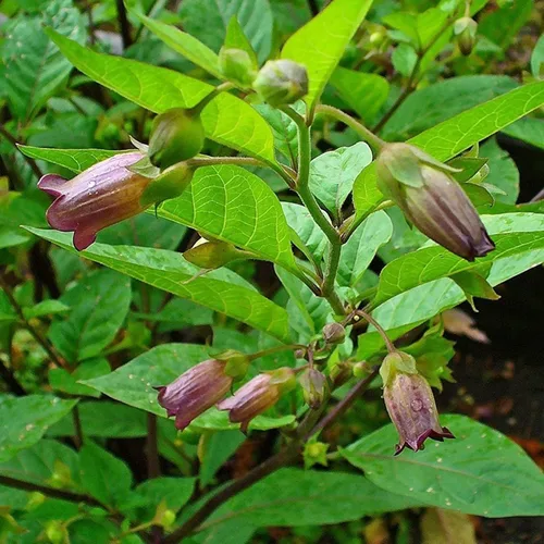 Palm Beach Medicinal Herbs - Belladonna (Atropa Belladonna) - Paquete de 30 Semillas