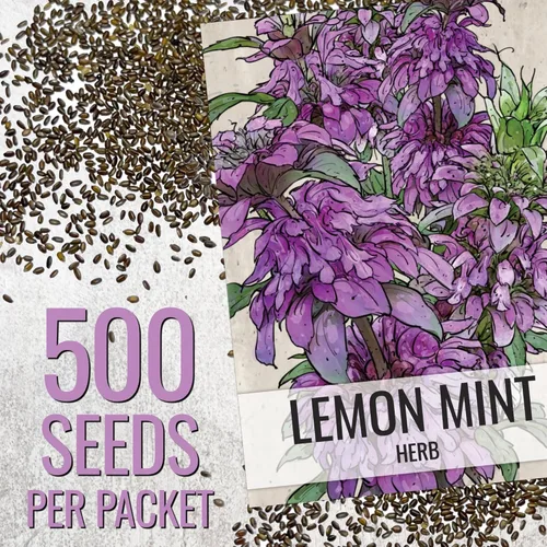 Vista 3 de Seed Needs, Semillas de menta y limón, 500 semillas tradicionales para plantar Monarda citriodora, hierba medicinal anual para interiores