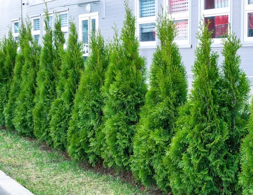 Vista 2 de Plantas vivas de arborvitae verde esmeralda (Thuja occidentalis) – Árbol de privacidad de hoja perenne de rápido crecimiento – Seto de Thuja