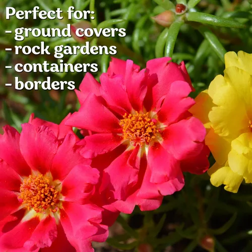 Vista 4 de KVITER 5,000 semillas de rosa musgo de flor doble (Portulaca Grandiflora) – Semillas de flores de verdolaga reliquia resistentes a la sequía