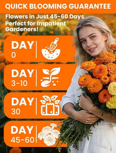 Vista 6 de Semillas de caléndula tricolor para plantar Más de 15,000 semillas de flores de caléndula francesa de reliquia Sin OMG, alta germinación