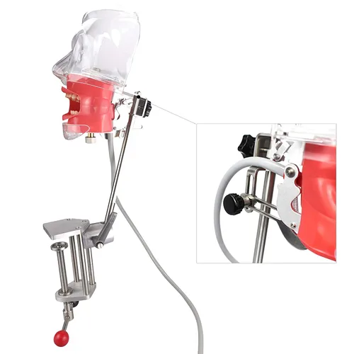 Vista 2 de Dental Enseñanza Simulador Maniquí Cabeza Fantasma Modelo Plástico Dientes Educativos Modelo Fijar en (Tabla Tipo)