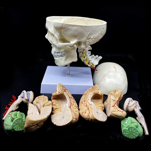 Vista 4 de Cráneo humano con cerebro y vértebra cervical Modelo anatómico Anatomía de tamaño real para estudio de aula de ciencias Modelo de enseñanza