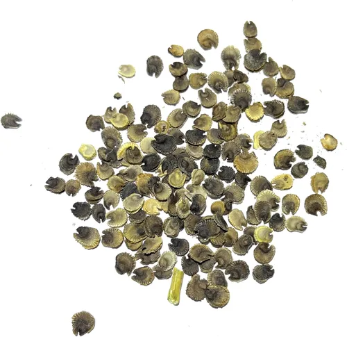 Vista 4 de Seed Needs, Semillas mixtas de Hollyhock Carnival - Semillas tradicionales para plantar Alcea rosea - Flor silvestre bienal que atrae a