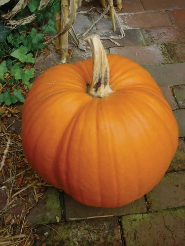 Vista 3 de Burpee Semillas Pequeñas de Calabaza Azúcar 50 semillas
